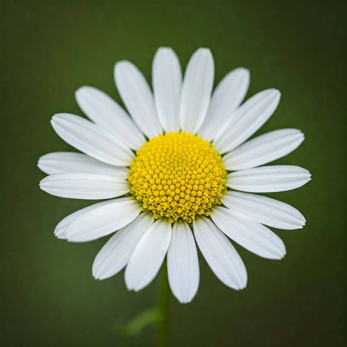 Chamomile Essential Oil