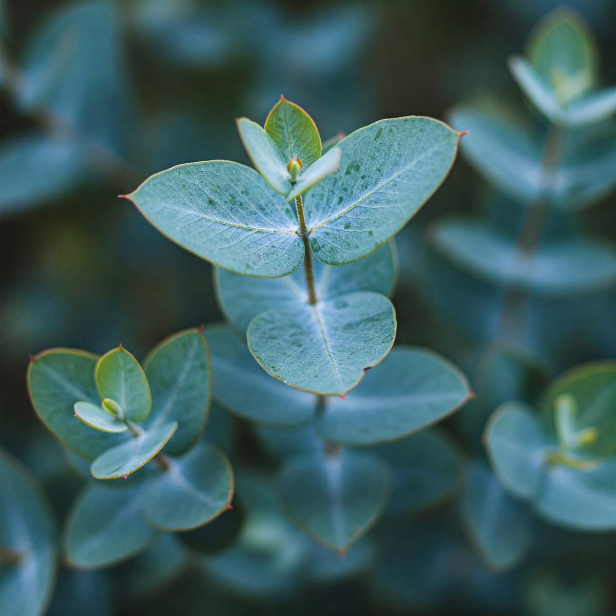 Eucalyptus Essential Oil