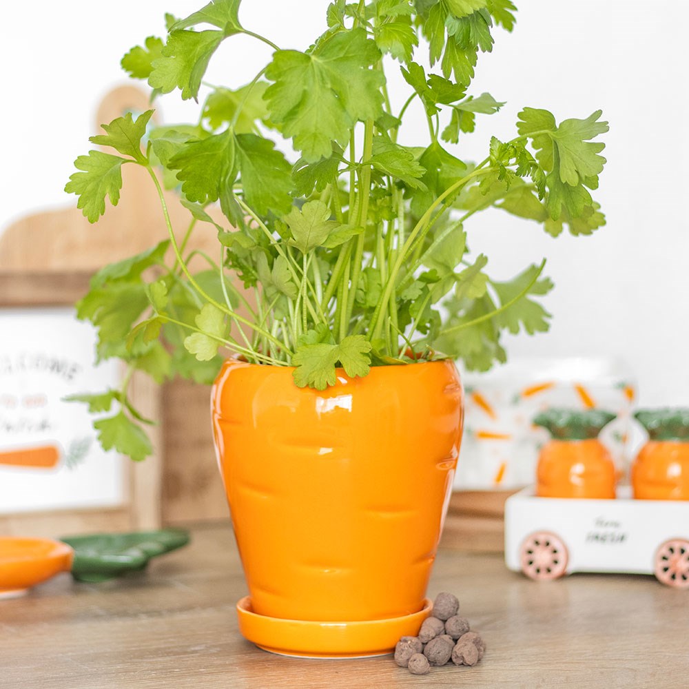 Carrot Shaped Plant Pot with Parsley Seed Balls1