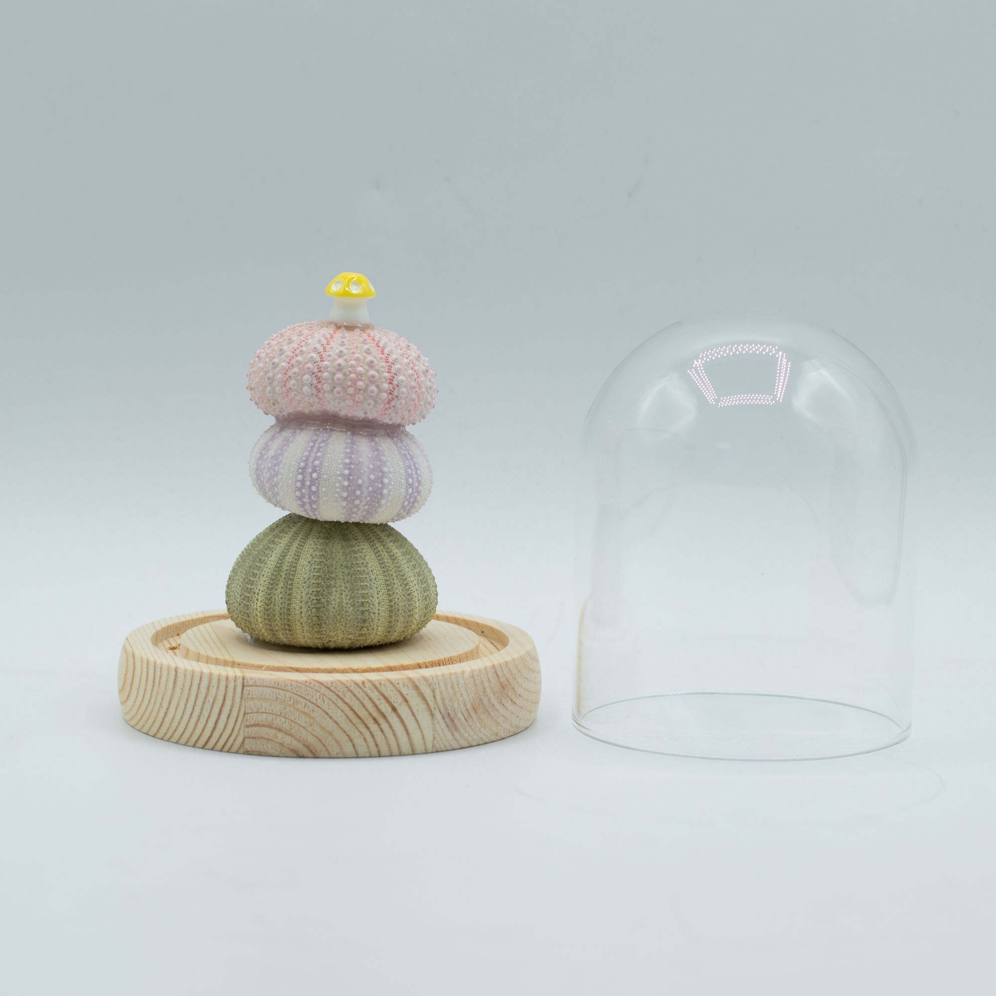 Floral Glow Garden Dome - 3 Sea Urchins - USB Powered Glass Night Light1