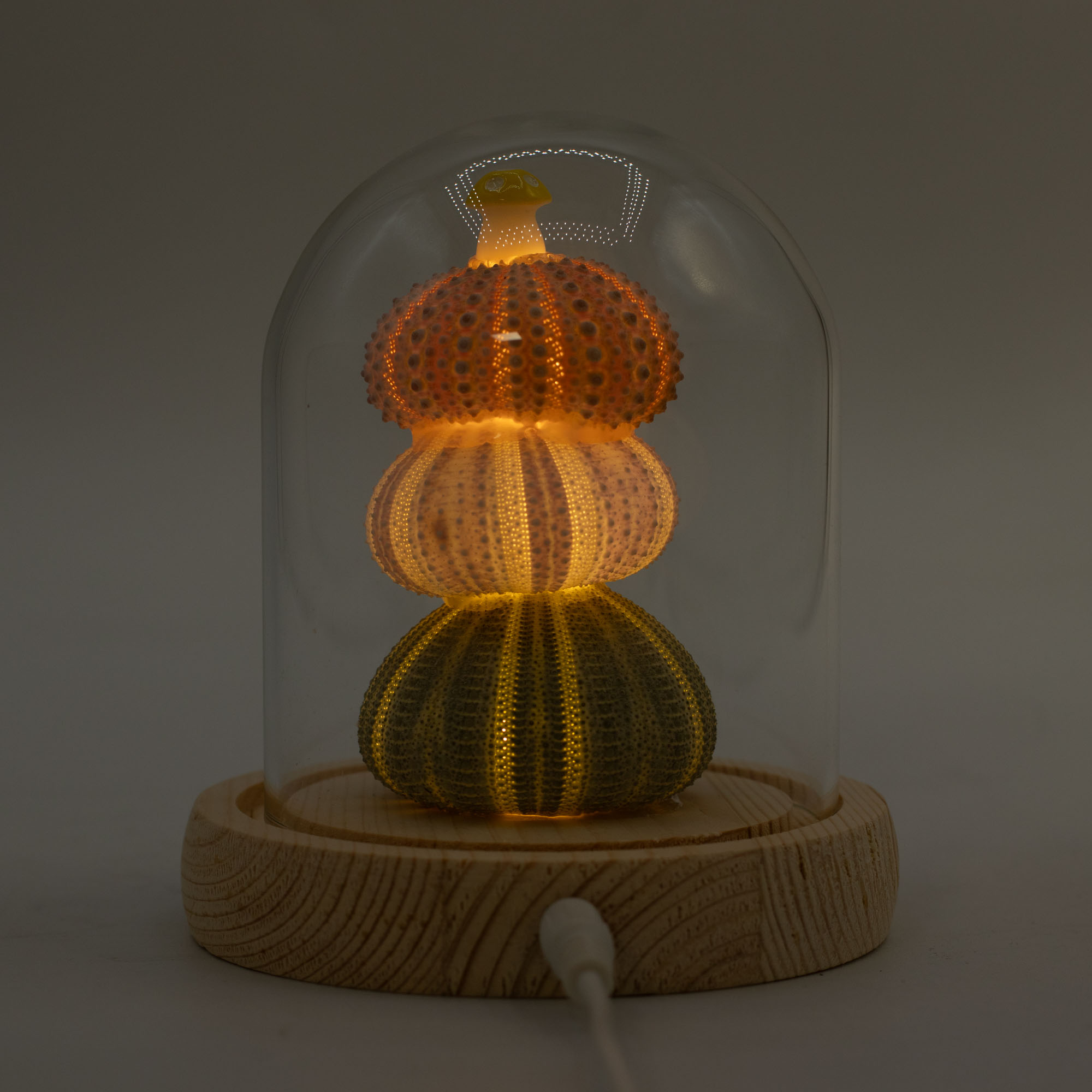 Floral Glow Garden Dome - 3 Sea Urchins - USB Powered Glass Night Light2