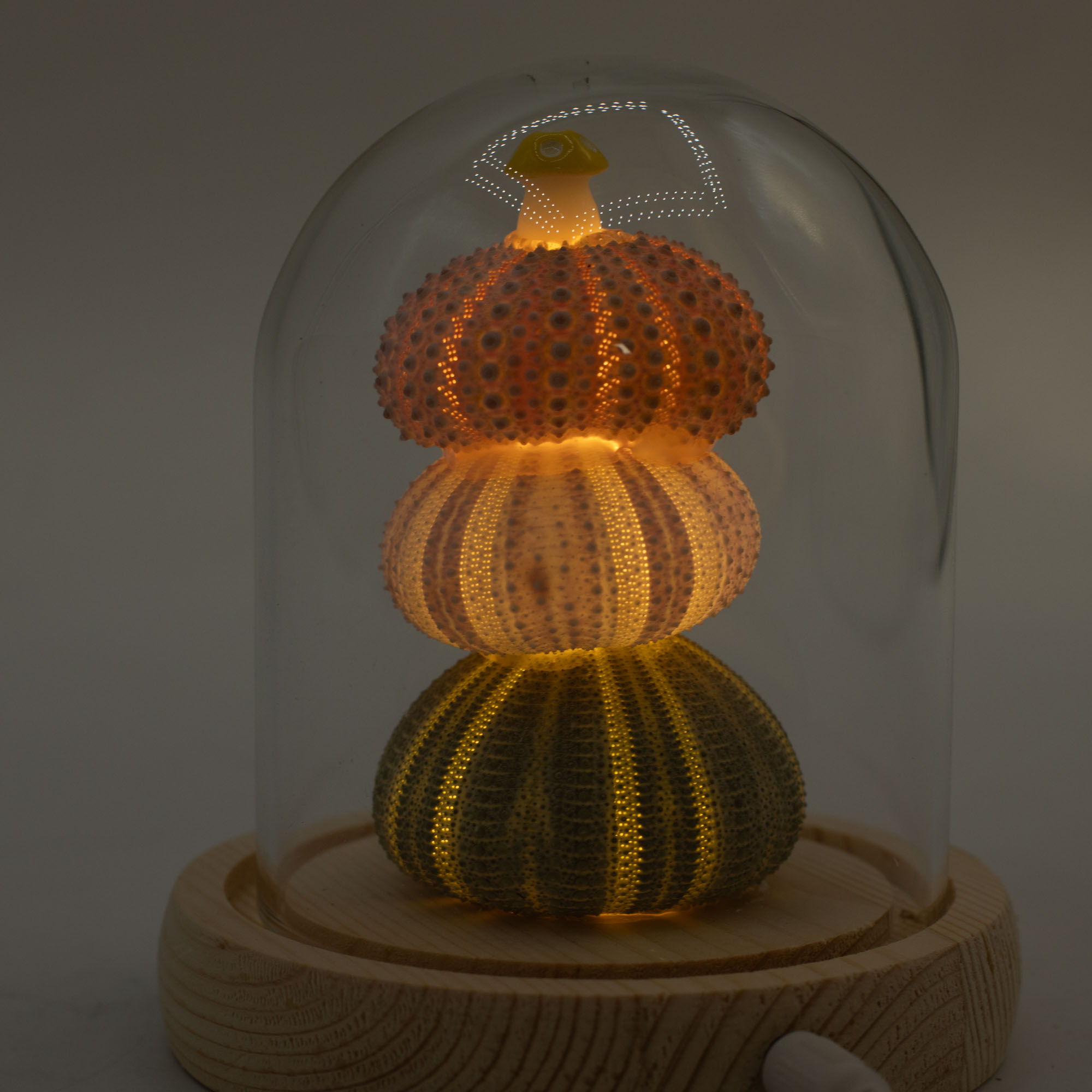 Floral Glow Garden Dome - 3 Sea Urchins - USB Powered Glass Night Light3