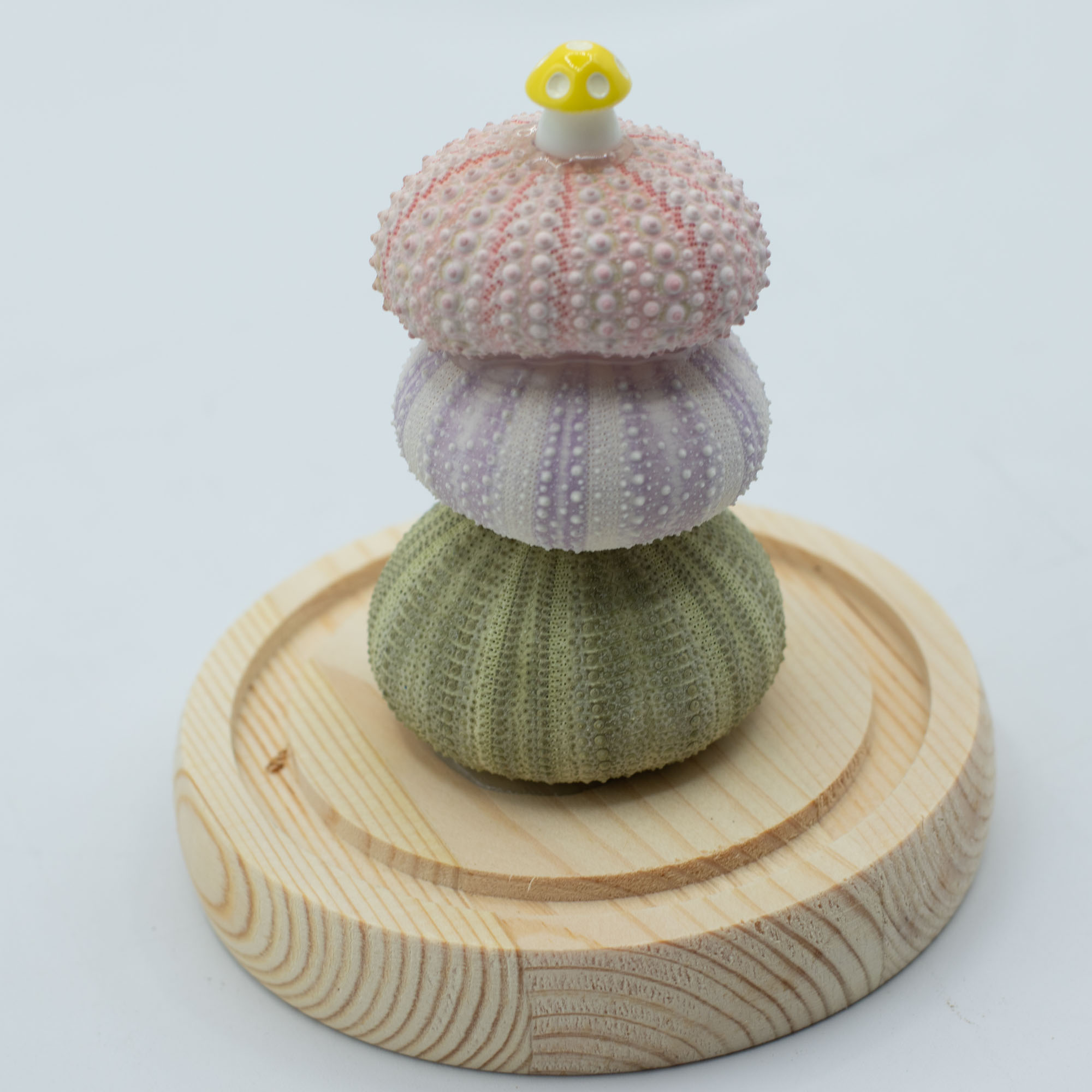 Floral Glow Garden Dome - 3 Sea Urchins - USB Powered Glass Night Light4