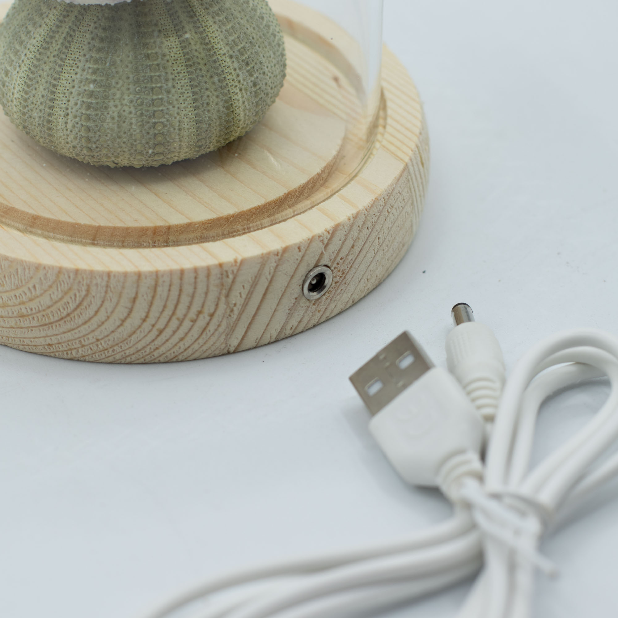 Floral Glow Garden Dome - 3 Sea Urchins - USB Powered Glass Night Light5