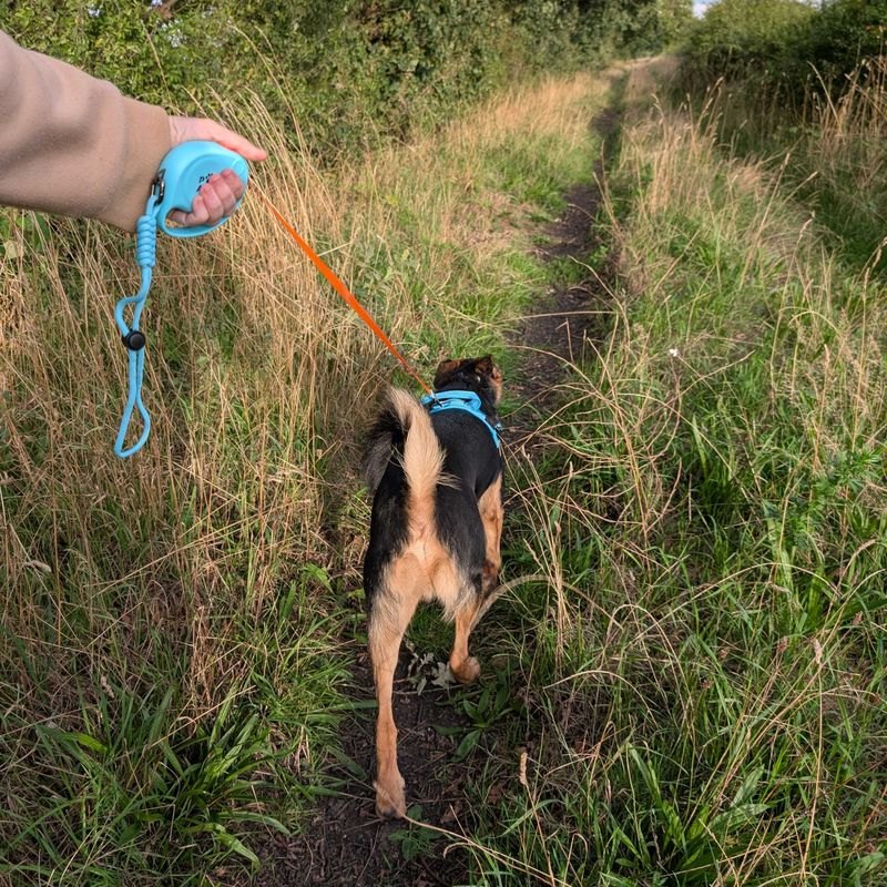 Paw Pet Leash - Elephant Strap Retractable Lead (Blue, 2m)8