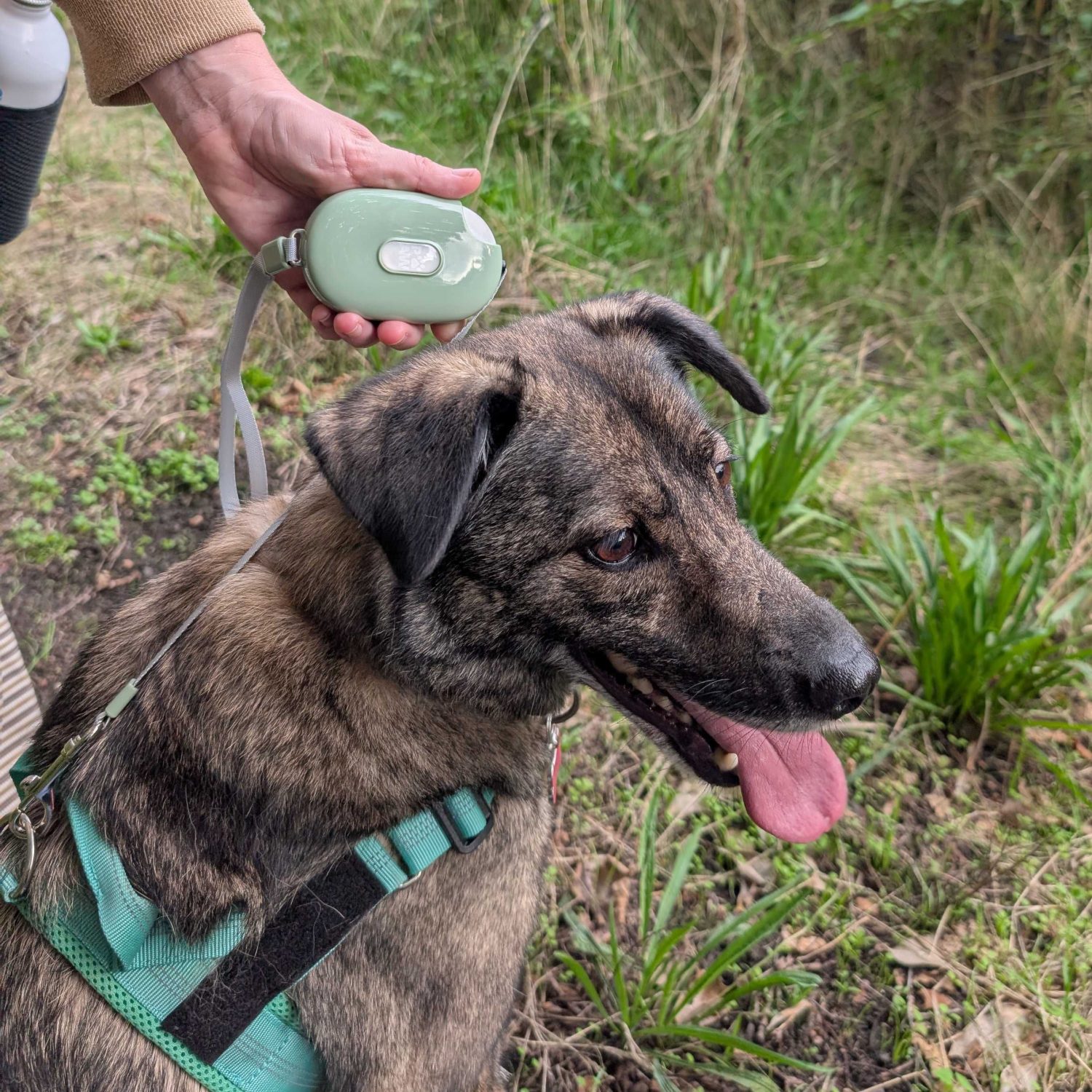 Paw Pet Leash - Pocket Pod Retractable Lead (Green, 1.5m)6