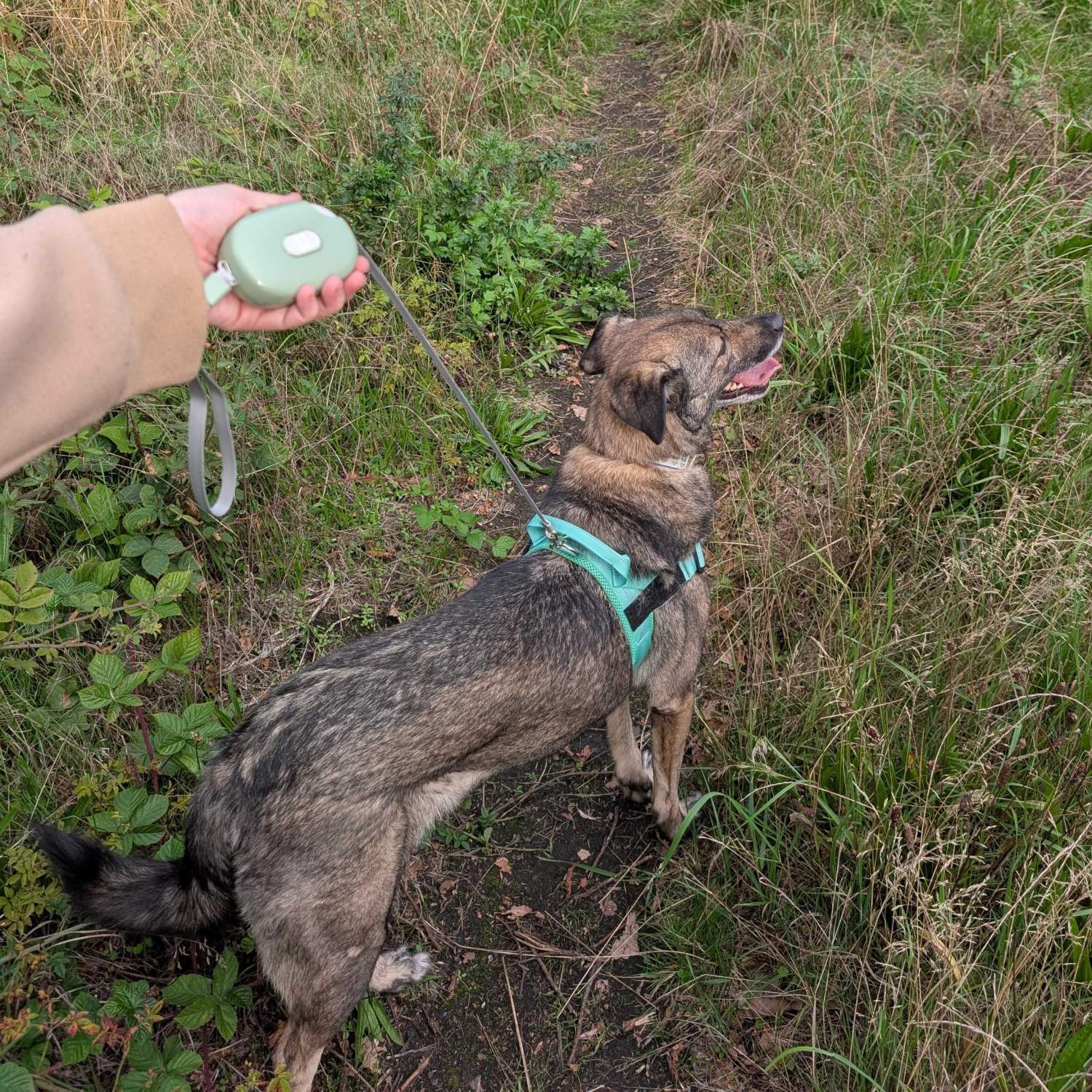 Paw Pet Leash - Pocket Pod Retractable Lead (Green, 1.5m)7
