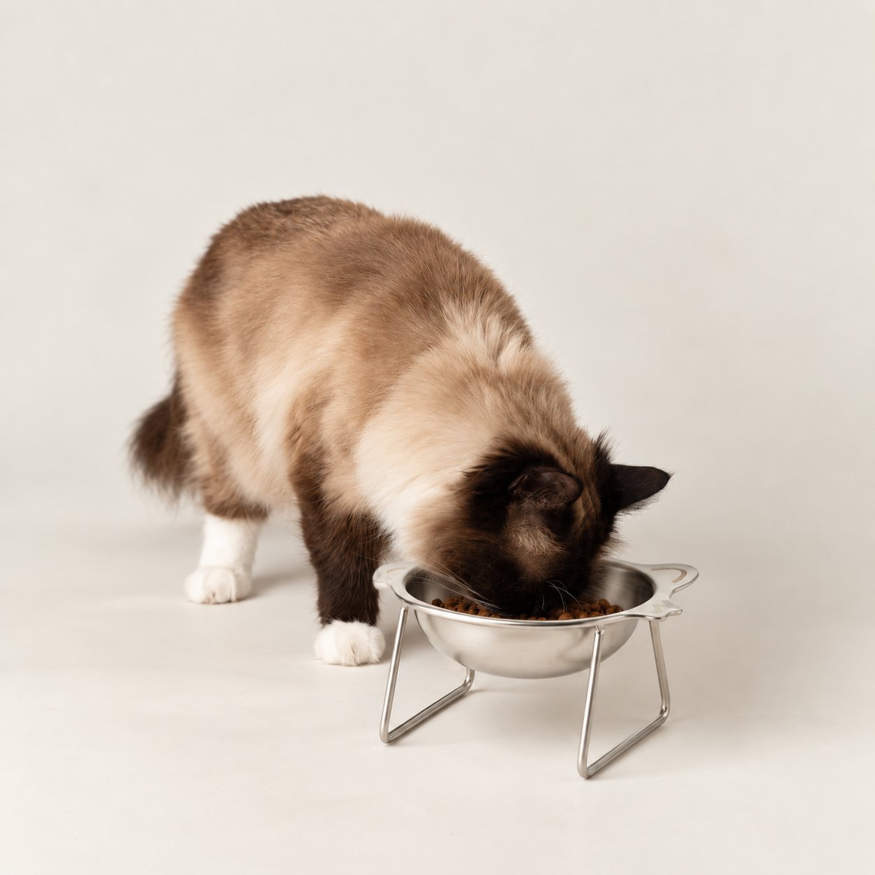 Raised Stainless Steel Cat Bowl with Stand3